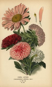 Kínai őszirózsa fajták, Callistephus x sinensis. alkotó: Désiré Georges Jean Marie Bois