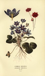 Közönséges hepatica, Anemone hepatica. alkotó: Désiré Georges Jean Marie Bois