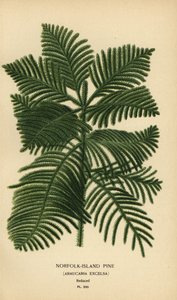 Cook fenyő, Araucaria columnaris. (Norfolk-szigeti fenyő, Araucaria excelsa). Kromolitográfia Desire Bois illusztrációjából Edward Step kedvenc virágai a kertből és az üvegházból, Frederick Warne, London