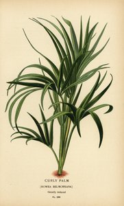 Göndör tenyér, Howea belmoreana. Sebezhető. Kromolitográfia Desire Bois illusztrációjából Edward Step kedvenc virágai a kertből és az üvegházból, Frederick Warne, London alkotó: Désiré Georges Jean Marie Bois