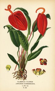 Flamingó virág, Anthurium scherzerianum. Kromolitográfia Desire Bois illusztrációjából Edward Step kedvenc virágai a kertből és az üvegházból, Frederick Warne, London alkotó: Désiré Georges Jean Marie Bois