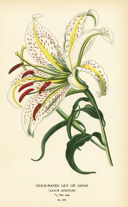 Aranysugaras japán liliom vagy yamayuri, Lilium auratum. Kromolitográfia Desire Bois illusztrációjából Edward Step kedvenc virágai a kertből és az üvegházból, Frederick Warne, London