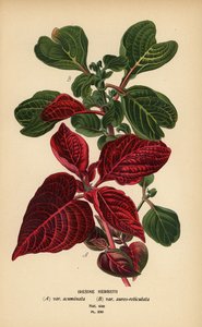 Herbst-féle vérlevelű fajták, Iresine herbstii a) var. acuminata, b) var. aureo-reticulata. Kromolitográfia Desire Bois illusztrációjából Edward Step kedvenc virágai a kertből és az üvegházból, Frederick Warne, London alkotó: Désiré Georges Jean Marie Bois