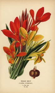 Indiai shot, Canna indica hibridek. Kromolitográfia Desire Bois illusztrációjából Edward Step kedvenc virágai a kertből és az üvegházból, Frederick Warne, London alkotó: Désiré Georges Jean Marie Bois