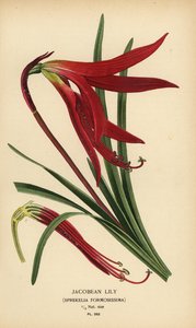 Jakab liliom, Sprekelia formosissima. Kromolitográfia Desire Bois illusztrációjából Edward Step kedvenc virágai a kertből és az üvegházból, Frederick Warne, London alkotó: Désiré Georges Jean Marie Bois