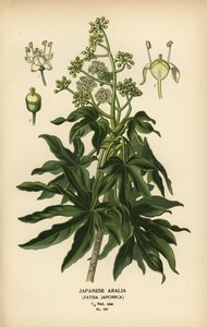 Japán aralia vagy fényes levelű papírnövény, Fatsia japonica.
