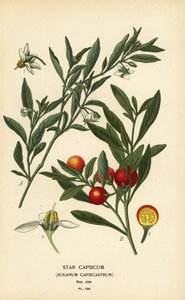 Jeruzsálemi cseresznye, Solanum pseudocapsicum var. diflores