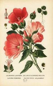 Lavatera trimestris és Malope trifida. alkotó: Désiré Georges Jean Marie Bois