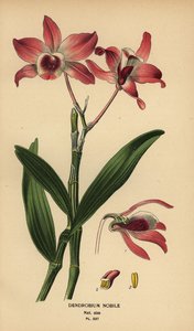 Nemes dendrobium orchidea, Dendrobium nobile. Kromolitográfia Desire Bois illusztrációjából Edward Step kedvenc virágai a kertből és az üvegházból, Frederick Warne, London