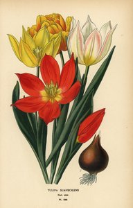 Schrenck tulipán, Tulipa suaveolens vagy Tulipa schrenkii. Kromolitográfia Desire Bois illusztrációjából Edward Step kedvenc virágai a kertből és az üvegházból, Frederick Warne, London alkotó: Désiré Georges Jean Marie Bois