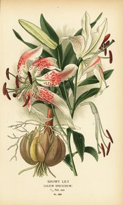 Mutatós liliom, Lilium speciosum. Kromolitográfia Desire Bois illusztrációjából Edward Step kedvenc virágai a kertből és az üvegházból, Frederick Warne, London alkotó: Désiré Georges Jean Marie Bois