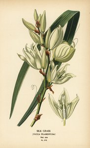 Selyemfű, Yucca filamentosa. Kromolitográfia Desire Bois illusztrációjából Edward Step kedvenc virágai a kertből és az üvegházból, Frederick Warne, London alkotó: Désiré Georges Jean Marie Bois