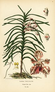 Vanda háromszínű orchidea. Kromolitográfia B. Herincq illusztrációjából, Edward Step kedvenc virágai a kertből és az üvegházból, Frederick Warne, London alkotó: Désiré Georges Jean Marie Bois