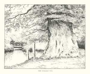 A Walkern tölgy (litográfia) alkotó: Duncan Moul