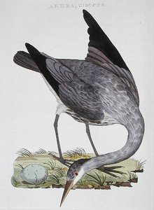 Heron, megjelent Amszterdamban alkotó: Dutch School