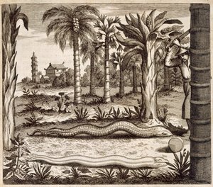 A kőkígyó, Kínából Illusztrálta: Athanasius Kircher (1601-80) 1667 alkotó: Dutch School
