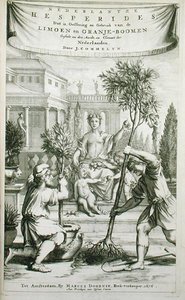 Címlap Jan Commelin "De Nederlandze Hesperides" című művéből, 1676-ban megjelent (metszet) alkotó: Dutch School