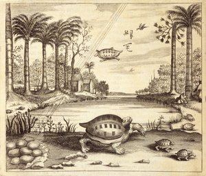 Keltető teknős tojások, Kínából Illusztrálta: Athanasius Kircher (1601-80) 1667 alkotó: Dutch School