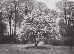Kew Gardens, 1900 körül (fekete-fehér fotó) alkotó: E. J. Wallis