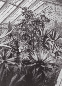 Kew Gardens, 1900 körül (fekete-fehér fotó) alkotó: E. J. Wallis