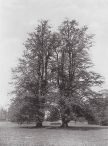 Kew Gardens, 1900 körül (fekete-fehér fotó) alkotó: E. J. Wallis