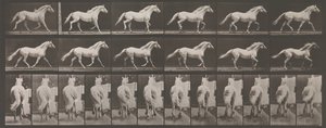 Állati mozgás. Az állatok egymást követő fázisainak elektro-fotográfiai vizsgálata ..., 1880-as évek. alkotó: Eadweard Muybridge