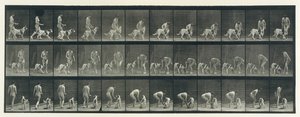 Állati mozgás. Az állatok egymást követő fázisainak elektro-fotográfiai vizsgálata ..., 1880-as évek. alkotó: Eadweard Muybridge