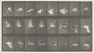Animal Locomotion, 758. tábla, 1887. alkotó: Eadweard Muybridge