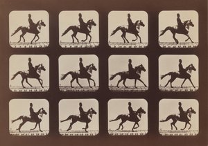 Az Állatok attitűdjei mozgásban, 1879, nyomtatva 1881. alkotó: Eadweard Muybridge