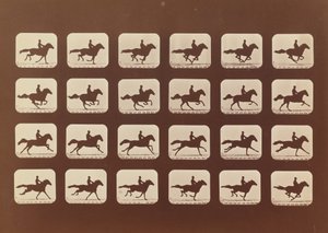 Lovak. Futó. Phyrne L. 40. szám, 1879. alkotó: Eadweard Muybridge