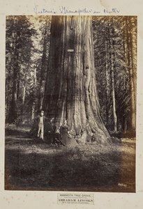 Mammoth Tree Grove, Calaveras megye, Kalifornia. Abraham Lincoln. 320 láb magas, 54 láb kerületű.