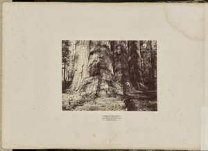 Mammoth Tree Grove, Calaveras megye, Kalifornia. A Salemi Boszorkányok Csoportja. Átlagosan 300 láb magas, 65 láb kerületű.