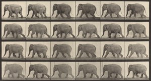 733. táblaszám. Elefántjárás, 1887. alkotó: Eadweard Muybridge