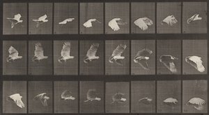 758-as rendszám. Repülő kakadu, 1887. alkotó: Eadweard Muybridge