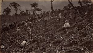 Kávéültetvény felállítása Antigua de Guatemalában, 1875, 1877-ben jelent meg. alkotó: Eadweard Muybridge