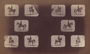 Előrövidülések tanulmányai. Lovak. Séta. Mohamed. 1879. 119-120. sz. alkotó: Eadweard Muybridge