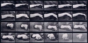Mozgástanulmány egy kézről, 1872-1885 körül alkotó: Eadweard Muybridge