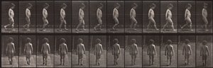 Állatok mozgása, 467. tábla alkotó: Eadweard Muybridge