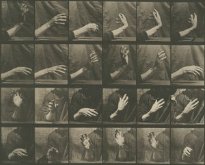 Állatok mozgása, 535. tábla alkotó: Eadweard Muybridge