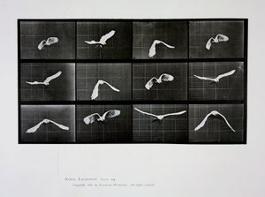 Repülő madár, 762-es tábla az „Animal Locomotion”-ból, 1887 alkotó: Eadweard Muybridge