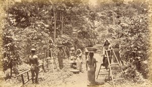 Kávészüret San Isidróban - 1000 láb tengerszint feletti magasságban, Guatemala alkotó: Eadweard Muybridge