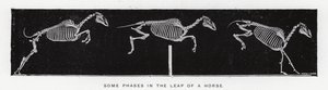 Eadweard Muybridge: Néhány fázis a lóugrásban (f/w fotó) alkotó: Eadweard Muybridge