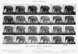 Eadweard Muybridge: The Amble (f/w fotó) alkotó: Eadweard Muybridge
