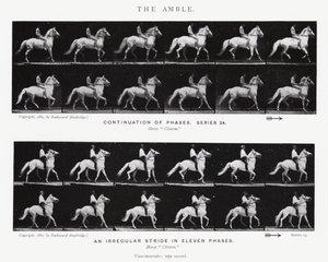 Eadweard Muybridge: The Amble (f/w fotó) alkotó: Eadweard Muybridge