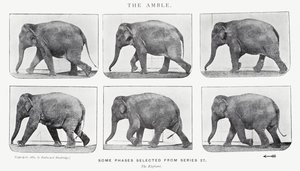 Eadweard Muybridge: The Amble alkotó: Eadweard Muybridge