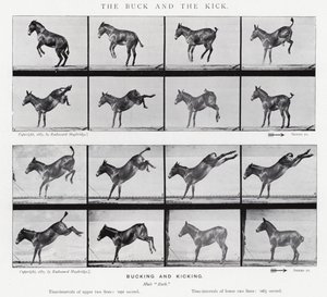 Eadweard Muybridge: The Buck and the Kick (f/w fotó)