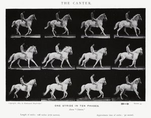 Eadweard Muybridge: The Canter (f/w fotó) alkotó: Eadweard Muybridge