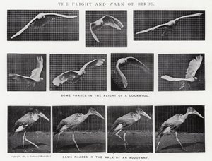 Eadweard Muybridge: The Flight and Walk of Birds (f/w fotó)