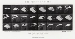 Eadweard Muybridge: A madarak repülése (f/w fotó) alkotó: Eadweard Muybridge