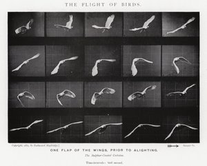 Eadweard Muybridge: A madarak repülése (f/w fotó) alkotó: Eadweard Muybridge